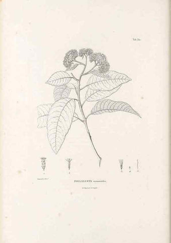 Reproducción/Reproduction 49521823127: Nova genera et species plantarum :. Antverpiae :Ex officina Christophori Plantini ...,1576.. 