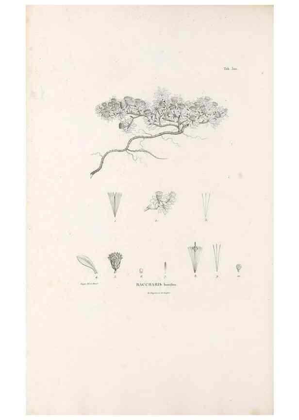 Reproducción/Reproduction 49521087708: Nova genera et species plantarum :. Antverpiae :Ex officina Christophori Plantini ...,1576.. 