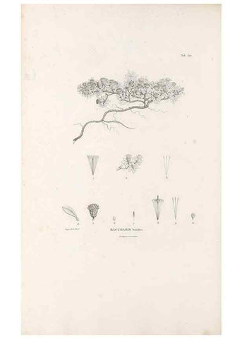 Reproducción/Reproduction 49521087708: Nova genera et species plantarum :. Antverpiae :Ex officina Christophori Plantini ...,1576.. 