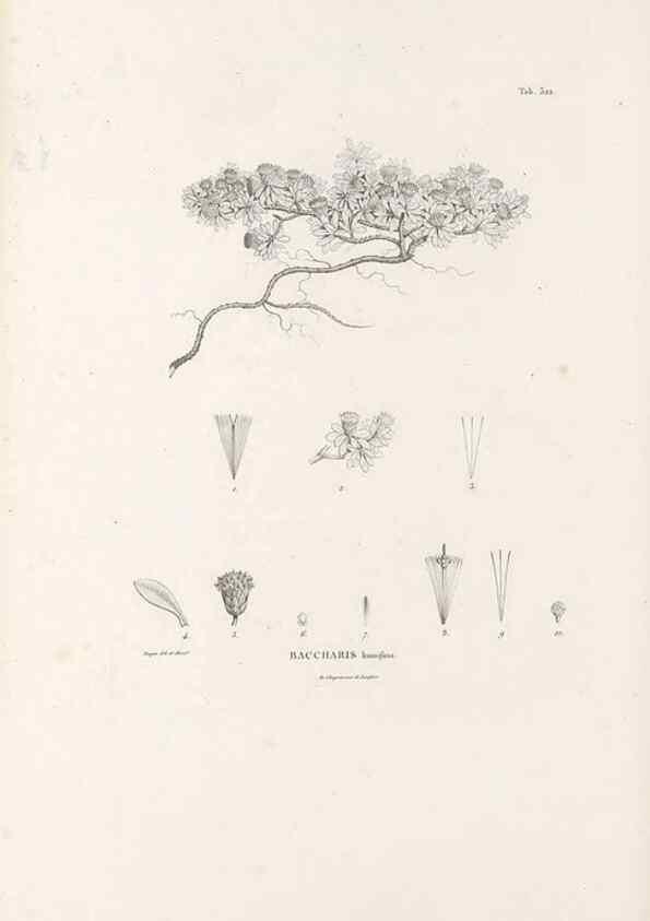 Reproducción/Reproduction 49521087708: Nova genera et species plantarum :. Antverpiae :Ex officina Christophori Plantini ...,1576.. 