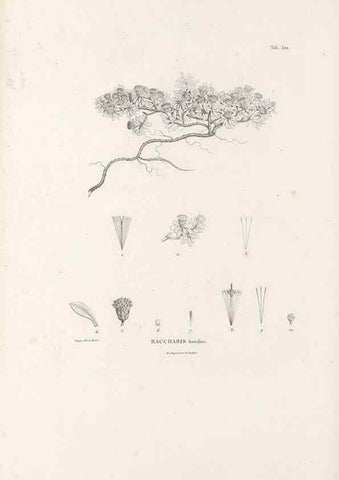 Reproducción/Reproduction 49521087708: Nova genera et species plantarum :. Antverpiae :Ex officina Christophori Plantini ...,1576.. 