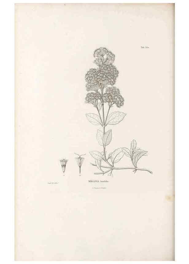 Reproducción/Reproduction 49521095738: Nova genera et species plantarum :. Antverpiae :Ex officina Christophori Plantini ...,1576.. 