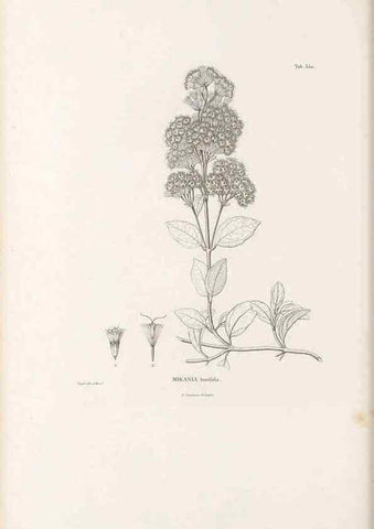 Reproducción/Reproduction 49521095738: Nova genera et species plantarum :. Antverpiae :Ex officina Christophori Plantini ...,1576.. 