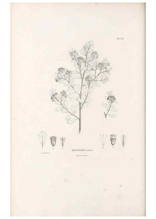 Reproducción/Reproduction 49521611836: Nova genera et species plantarum :. Antverpiae :Ex officina Christophori Plantini ...,1576.. 