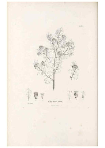 Reproducción/Reproduction 49521611836: Nova genera et species plantarum :. Antverpiae :Ex officina Christophori Plantini ...,1576.. 