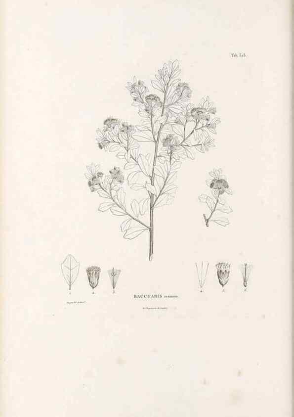 Reproducción/Reproduction 49521611836: Nova genera et species plantarum :. Antverpiae :Ex officina Christophori Plantini ...,1576.. 