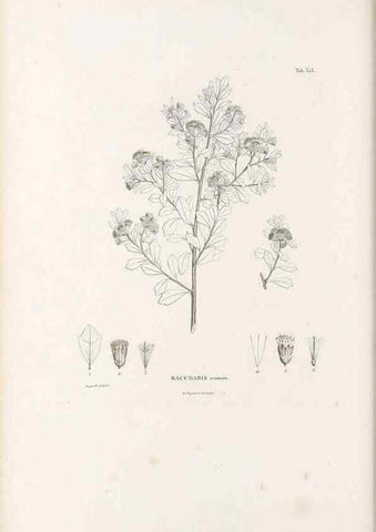 Reproducción/Reproduction 49521611836: Nova genera et species plantarum :. Antverpiae :Ex officina Christophori Plantini ...,1576.. 