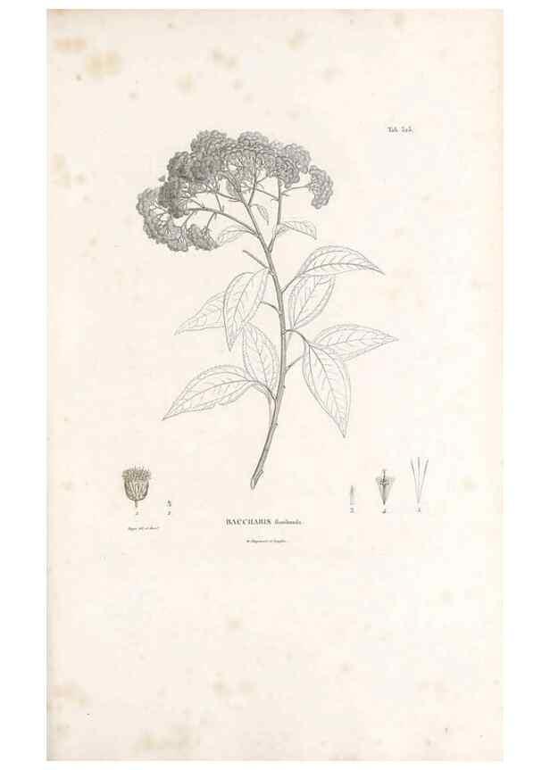 Reproducción/Reproduction 49521088518: Nova genera et species plantarum :. Antverpiae :Ex officina Christophori Plantini ...,1576.. 