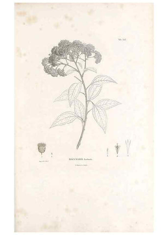 Reproducción/Reproduction 49521088518: Nova genera et species plantarum :. Antverpiae :Ex officina Christophori Plantini ...,1576.. 