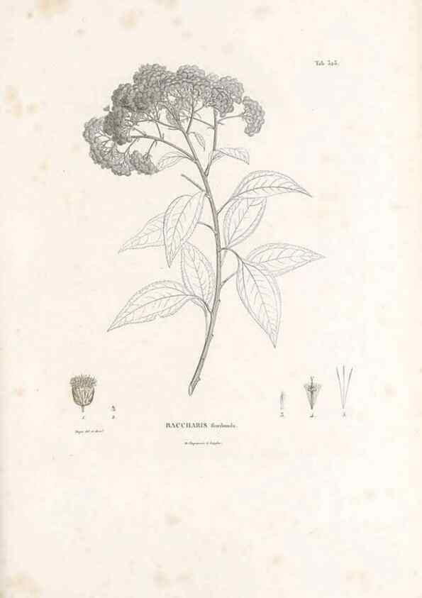 Reproducción/Reproduction 49521088518: Nova genera et species plantarum :. Antverpiae :Ex officina Christophori Plantini ...,1576.. 