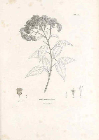 Reproducción/Reproduction 49521088518: Nova genera et species plantarum :. Antverpiae :Ex officina Christophori Plantini ...,1576.. 
