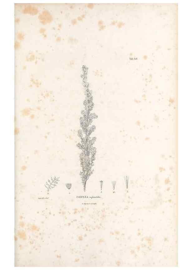 Reproducción/Reproduction 49521824497: Nova genera et species plantarum :. Antverpiae :Ex officina Christophori Plantini ...,1576.. 