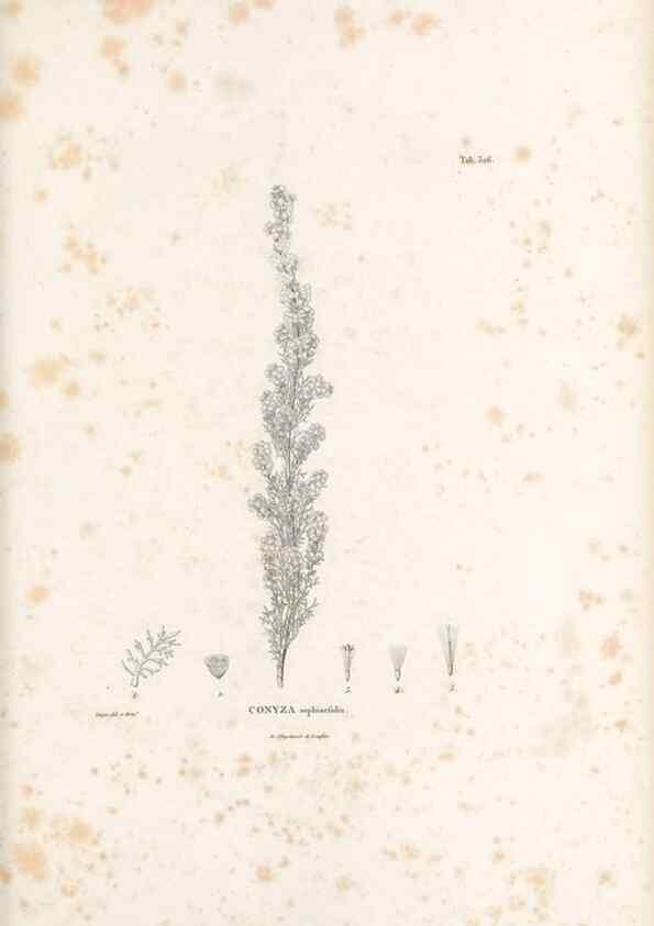 Reproducción/Reproduction 49521824497: Nova genera et species plantarum :. Antverpiae :Ex officina Christophori Plantini ...,1576.. 