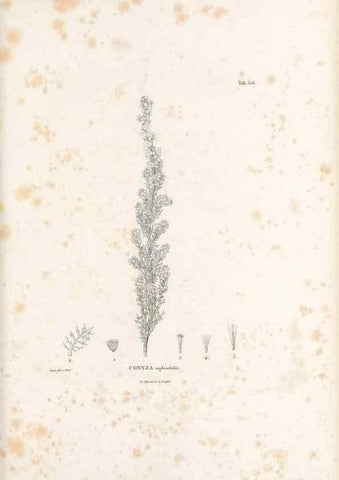 Reproducción/Reproduction 49521824497: Nova genera et species plantarum :. Antverpiae :Ex officina Christophori Plantini ...,1576.. 