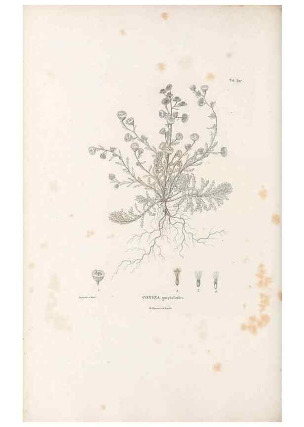Reproducción/Reproduction 49521613021: Nova genera et species plantarum :. Antverpiae :Ex officina Christophori Plantini ...,1576.. 