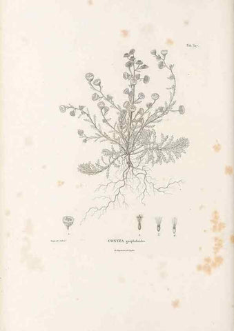 Reproducción/Reproduction 49521613021: Nova genera et species plantarum :. Antverpiae :Ex officina Christophori Plantini ...,1576.. 