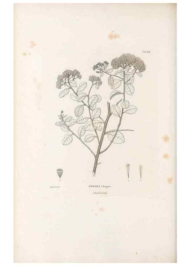Reproducción/Reproduction 49521613291: Nova genera et species plantarum :. Antverpiae :Ex officina Christophori Plantini ...,1576.. 
