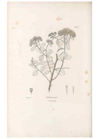 Reproducción/Reproduction 49521613291: Nova genera et species plantarum :. Antverpiae :Ex officina Christophori Plantini ...,1576.. 