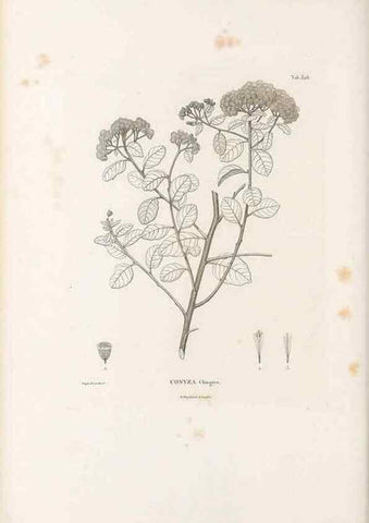 Reproducción/Reproduction 49521613291: Nova genera et species plantarum :. Antverpiae :Ex officina Christophori Plantini ...,1576.. 