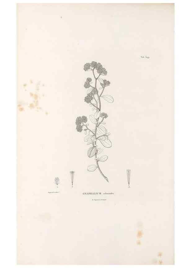 Reproducción/Reproduction 49521613606: Nova genera et species plantarum :. Antverpiae :Ex officina Christophori Plantini ...,1576.. 
