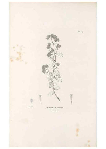 Reproducción/Reproduction 49521613606: Nova genera et species plantarum :. Antverpiae :Ex officina Christophori Plantini ...,1576.. 