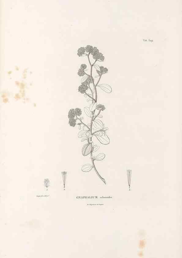 Reproducción/Reproduction 49521613606: Nova genera et species plantarum :. Antverpiae :Ex officina Christophori Plantini ...,1576.. 