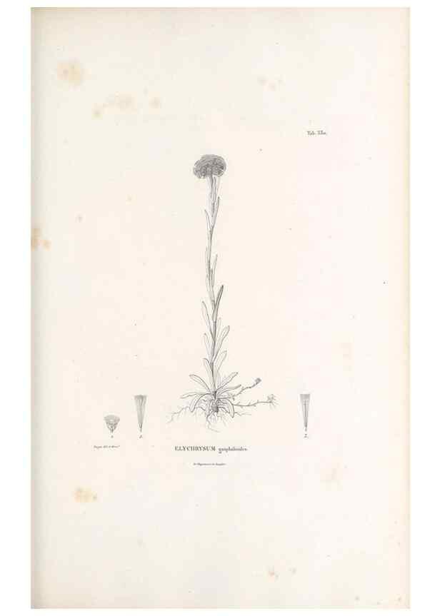 Reproducción/Reproduction 49521613906: Nova genera et species plantarum :. Antverpiae :Ex officina Christophori Plantini ...,1576.. 