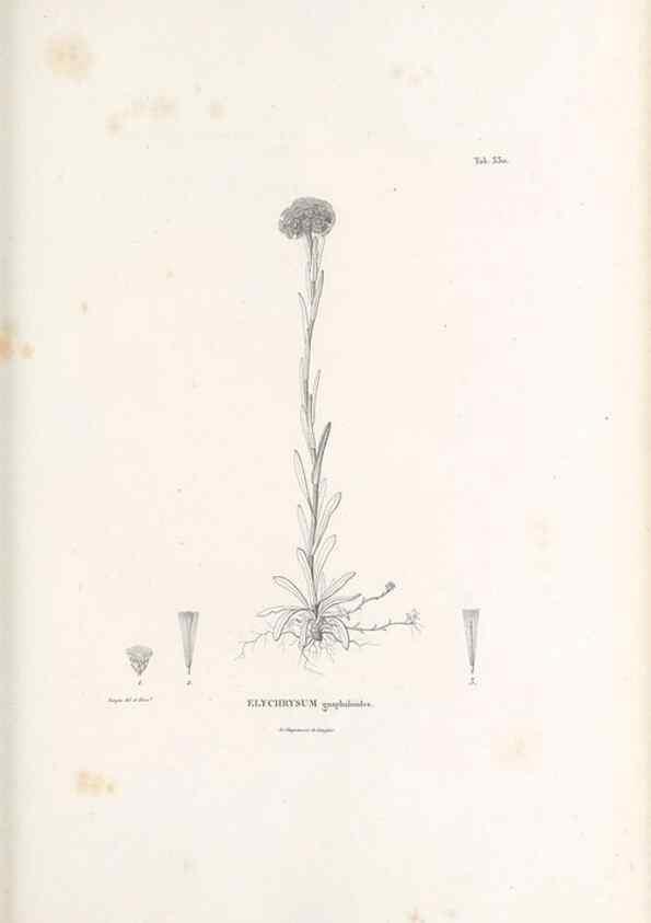 Reproducción/Reproduction 49521613906: Nova genera et species plantarum :. Antverpiae :Ex officina Christophori Plantini ...,1576.. 