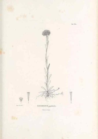 Reproducción/Reproduction 49521613906: Nova genera et species plantarum :. Antverpiae :Ex officina Christophori Plantini ...,1576.. 