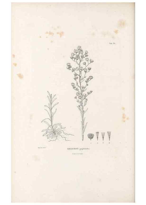 Reproducción/Reproduction 49521825752: Nova genera et species plantarum :. Antverpiae :Ex officina Christophori Plantini ...,1576.. 