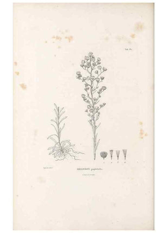 Reproducción/Reproduction 49521825752: Nova genera et species plantarum :. Antverpiae :Ex officina Christophori Plantini ...,1576.. 