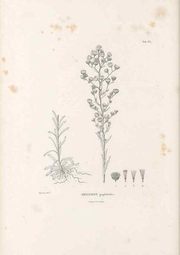 Reproducción/Reproduction 49521825752: Nova genera et species plantarum :. Antverpiae :Ex officina Christophori Plantini ...,1576.. 