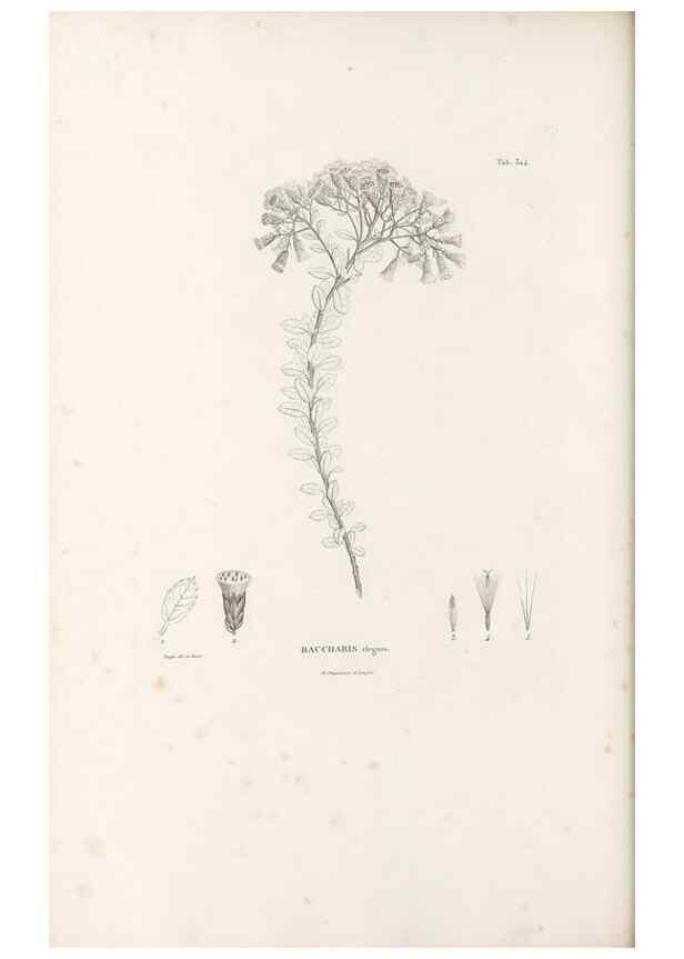 Reproducción/Reproduction 49521823957: Nova genera et species plantarum :. Antverpiae :Ex officina Christophori Plantini ...,1576.. 