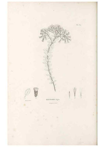 Reproducción/Reproduction 49521823957: Nova genera et species plantarum :. Antverpiae :Ex officina Christophori Plantini ...,1576.. 