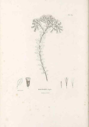 Reproducción/Reproduction 49521823957: Nova genera et species plantarum :. Antverpiae :Ex officina Christophori Plantini ...,1576.. 