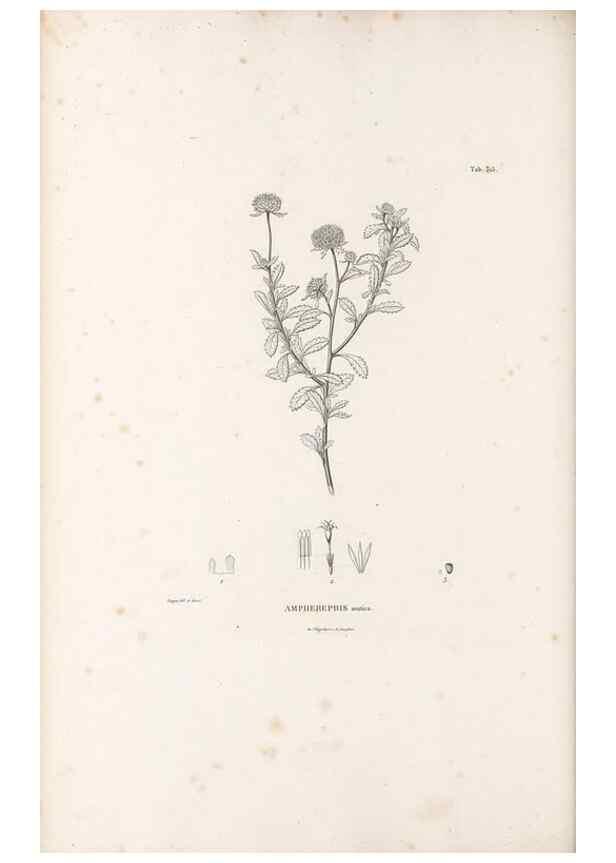 Reproducción/Reproduction 49521821462: Nova genera et species plantarum :. Antverpiae :Ex officina Christophori Plantini ...,1576.. 