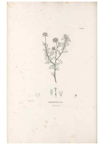 Reproducción/Reproduction 49521821462: Nova genera et species plantarum :. Antverpiae :Ex officina Christophori Plantini ...,1576.. 