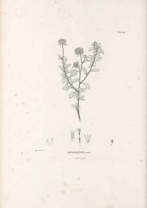 Reproducción/Reproduction 49521821462: Nova genera et species plantarum :. Antverpiae :Ex officina Christophori Plantini ...,1576.. 