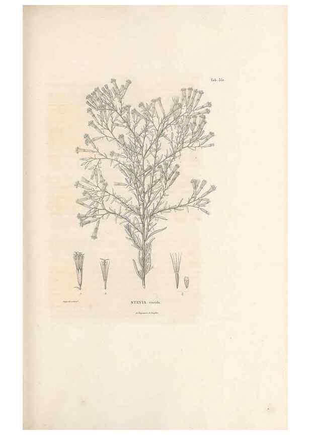Reproducción/Reproduction 49521831622: Nova genera et species plantarum :. Antverpiae :Ex officina Christophori Plantini ...,1576.. 