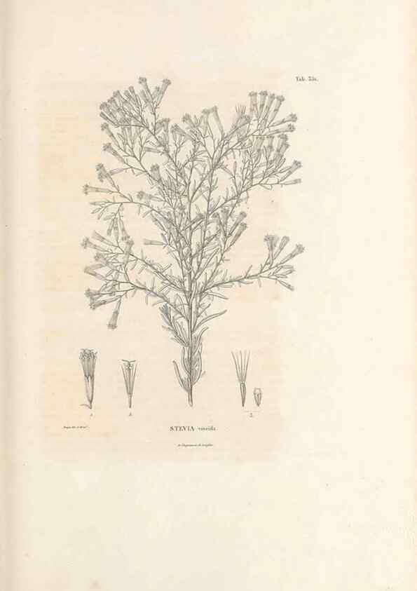 Reproducción/Reproduction 49521831622: Nova genera et species plantarum :. Antverpiae :Ex officina Christophori Plantini ...,1576.. 