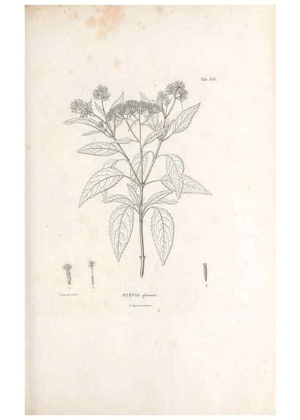 Reproducción/Reproduction 49521096683: Nova genera et species plantarum :. Antverpiae :Ex officina Christophori Plantini ...,1576.. 