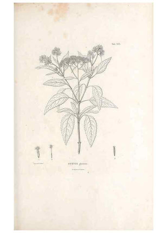 Reproducción/Reproduction 49521096683: Nova genera et species plantarum :. Antverpiae :Ex officina Christophori Plantini ...,1576.. 