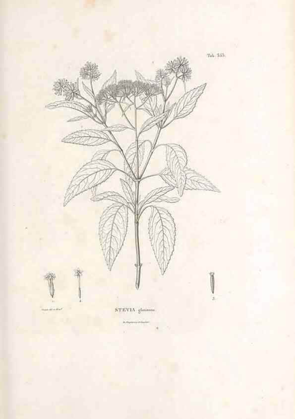 Reproducción/Reproduction 49521096683: Nova genera et species plantarum :. Antverpiae :Ex officina Christophori Plantini ...,1576.. 