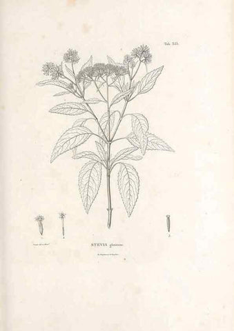Reproducción/Reproduction 49521096683: Nova genera et species plantarum :. Antverpiae :Ex officina Christophori Plantini ...,1576.. 