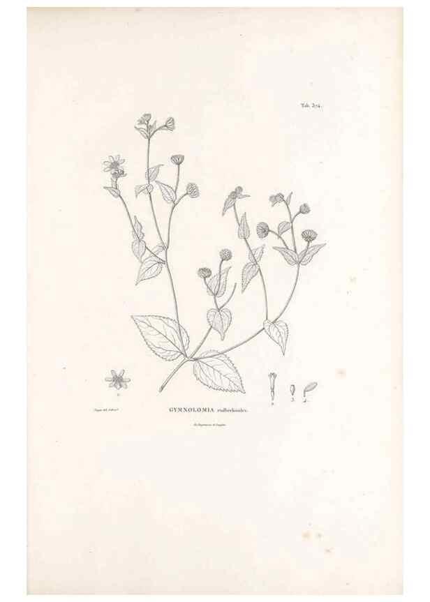 Reproducción/Reproduction 49521102633: Nova genera et species plantarum :. Antverpiae :Ex officina Christophori Plantini ...,1576.. 