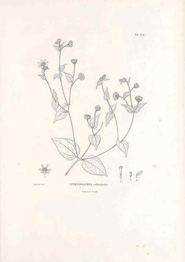 Reproducción/Reproduction 49521102633: Nova genera et species plantarum :. Antverpiae :Ex officina Christophori Plantini ...,1576.. 