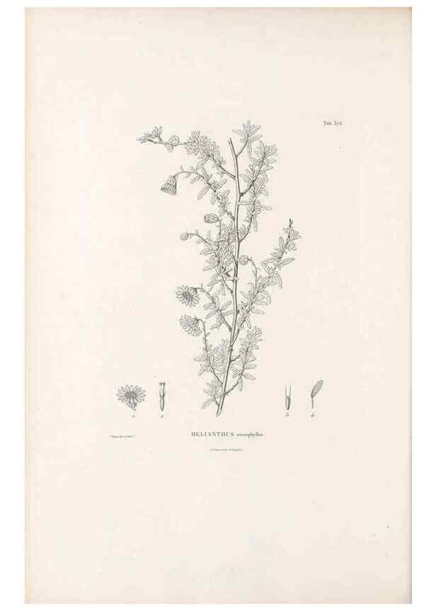 Reproducción/Reproduction 49521838477: Nova genera et species plantarum :. Antverpiae :Ex officina Christophori Plantini ...,1576.. 