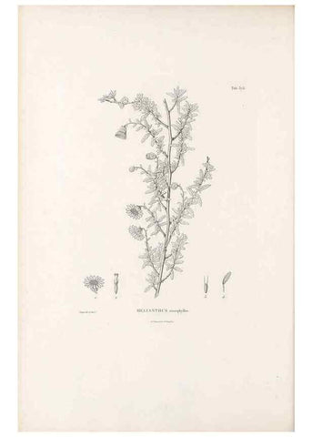 Reproducción/Reproduction 49521838477: Nova genera et species plantarum :. Antverpiae :Ex officina Christophori Plantini ...,1576.. 