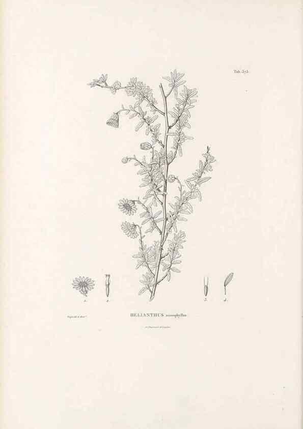 Reproducción/Reproduction 49521838477: Nova genera et species plantarum :. Antverpiae :Ex officina Christophori Plantini ...,1576.. 