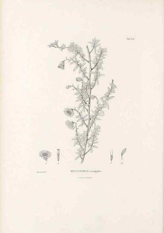 Reproducción/Reproduction 49521838477: Nova genera et species plantarum :. Antverpiae :Ex officina Christophori Plantini ...,1576.. 